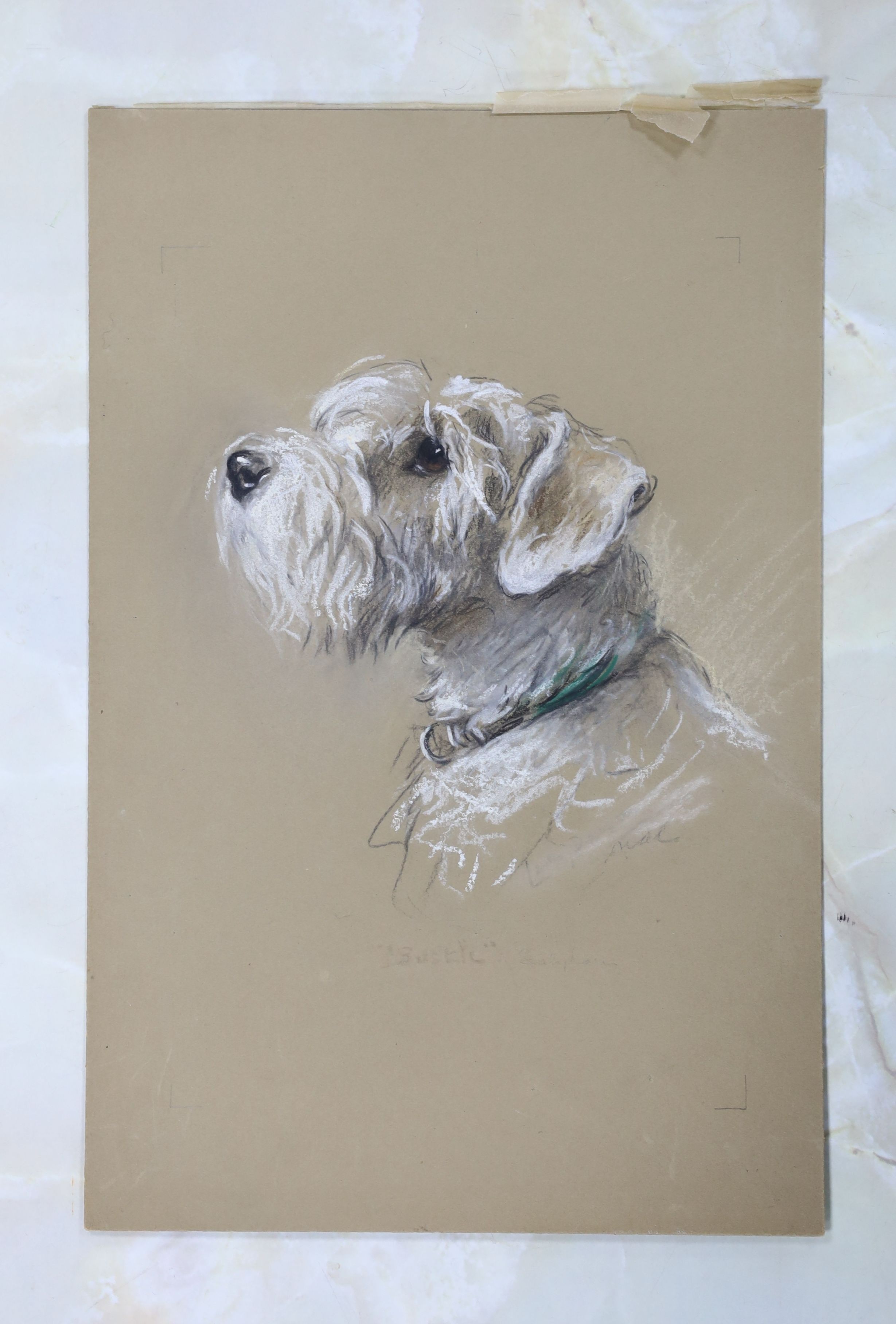 Lucy Dawson (1875-1954), pastel on buff paper, Portrait of a white terrier, 'Bustic', unsigned, Francis & Mills stamp verso, 37 x 25cm, unframed